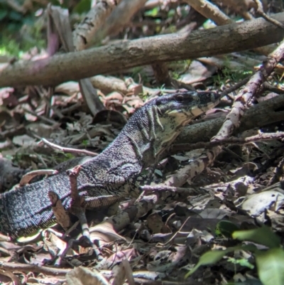 Varanus varius at Point Lookout, QLD - 2 Dec 2023 by Darcy