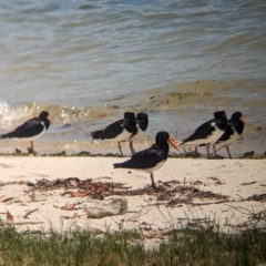 Haematopus longirostris (Australian Pied Oystercatcher) at Dunwich, QLD - 2 Dec 2023 by Darcy