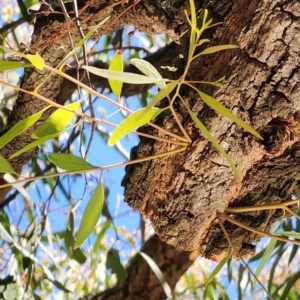 Eucalyptus crebra at Mawson, ACT - 5 Dec 2023