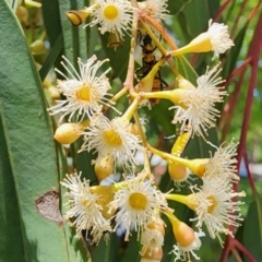 Eucalyptus crebra at Mawson, ACT - 5 Dec 2023 01:29 PM