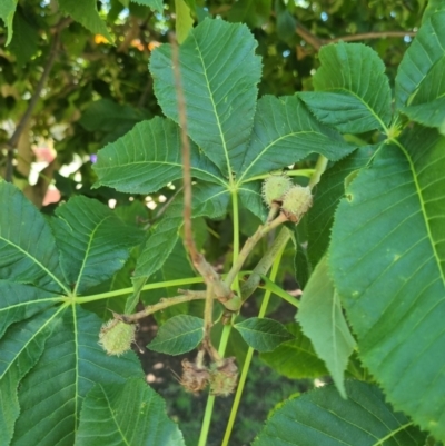 Aesculus hippocastanum (Horse Chestnut) at Karabar, NSW - 5 Dec 2023 by Shairlyn