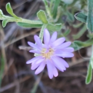 Vittadinia gracilis at Mount Painter - 3 Dec 2023