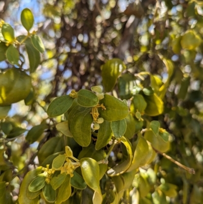 Notothixos subaureus (Golden Mistletoe) at Dunwich, QLD - 2 Dec 2023 by Darcy