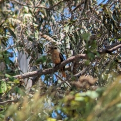 Dacelo novaeguineae (Laughing Kookaburra) at Dunwich, QLD - 2 Dec 2023 by Darcy