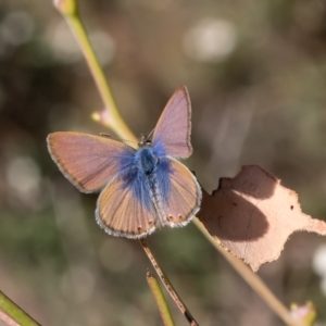 Nacaduba biocellata at Aranda Bushland - 5 Dec 2023 08:47 AM