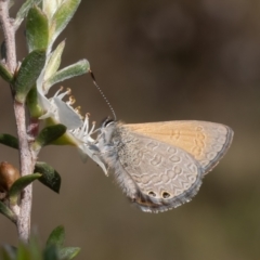 Nacaduba biocellata at Aranda Bushland - 5 Dec 2023 08:47 AM