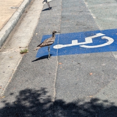 Burhinus grallarius (Bush Stone-curlew) at Dunwich, QLD - 2 Dec 2023 by Darcy