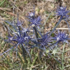 Eryngium ovinum (Blue Devil) at Fraser, ACT - 4 Dec 2023 by kasiaaus