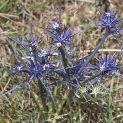 Eryngium ovinum (Blue Devil) at Dunlop Grassland (DGE) - 4 Dec 2023 by kasiaaus