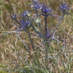 Eryngium ovinum at Dunlop Grassland (DGE) - 4 Dec 2023