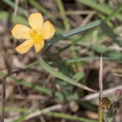 Hypericum gramineum (Small St Johns Wort) at Fraser, ACT - 4 Dec 2023 by kasiaaus