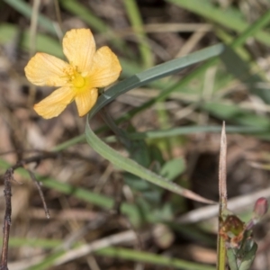 Hypericum gramineum at Dunlop Grassland (DGE) - 4 Dec 2023