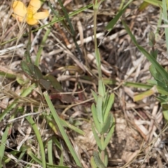 Hypericum gramineum at Dunlop Grassland (DGE) - 4 Dec 2023