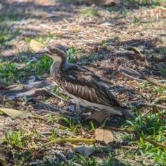 Burhinus grallarius (Bush Stone-curlew) at Dunwich, QLD - 2 Dec 2023 by Darcy