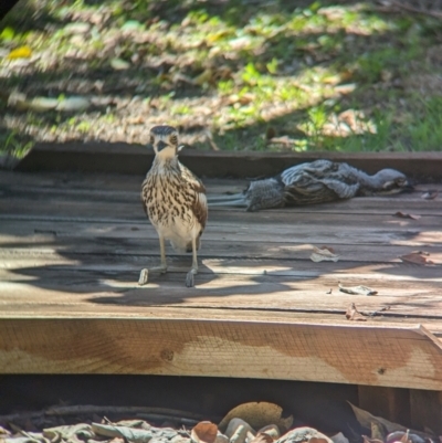 Burhinus grallarius (Bush Stone-curlew) at Dunwich, QLD - 2 Dec 2023 by Darcy