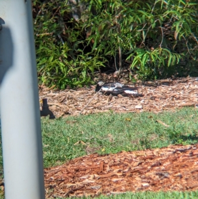 Gymnorhina tibicen (Australian Magpie) at Cleveland, QLD - 2 Dec 2023 by Darcy