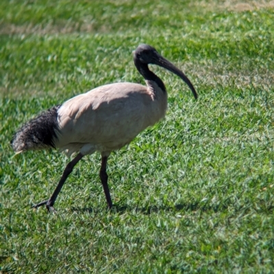 Threskiornis molucca (Australian White Ibis) at Cleveland, QLD - 2 Dec 2023 by Darcy