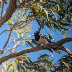 Cracticus nigrogularis (Pied Butcherbird) at Cleveland, QLD - 2 Dec 2023 by Darcy