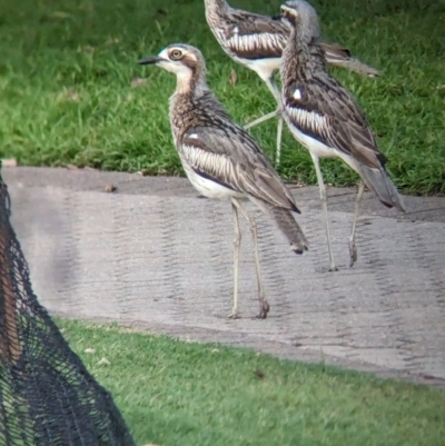 Burhinus grallarius (Bush Stone-curlew) at Brisbane City Botanic Gardens - 2 Dec 2023 by Darcy