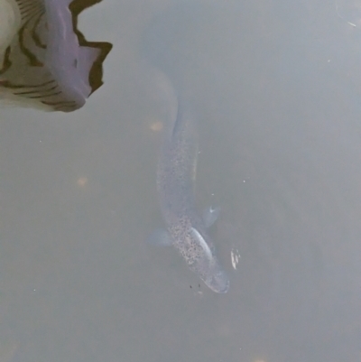 Unidentified Eels at Brisbane City, QLD - 2 Dec 2023 by Darcy