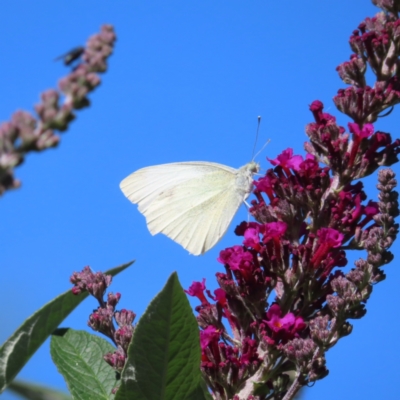 Pieris rapae (Cabbage White) at QPRC LGA - 5 Dec 2023 by MatthewFrawley