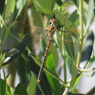 Hemicordulia tau (Tau Emerald) at QPRC LGA - 4 Dec 2023 by MatthewFrawley