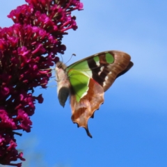 Graphium macleayanum (Macleay's Swallowtail) at QPRC LGA - 5 Dec 2023 by MatthewFrawley