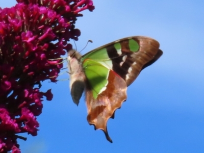 Graphium macleayanum (Macleay's Swallowtail) at QPRC LGA - 4 Dec 2023 by MatthewFrawley