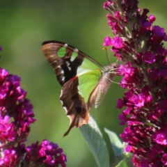 Graphium macleayanum at QPRC LGA - 5 Dec 2023 09:06 AM