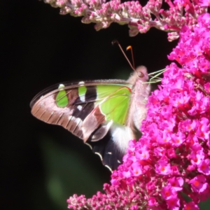 Graphium macleayanum at QPRC LGA - 5 Dec 2023 09:06 AM