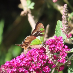 Graphium macleayanum at QPRC LGA - 5 Dec 2023 09:06 AM