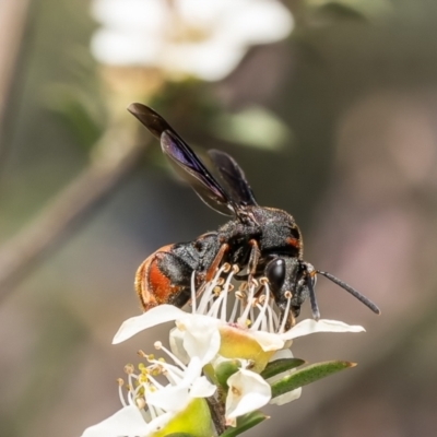 Leucospis sp. (genus) (Leucospid wasp) at Aranda Bushland - 3 Dec 2023 by Roger