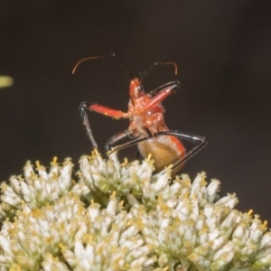 Gminatus australis at Pinnacle NR (PIN) - 5 Dec 2023 09:17 AM