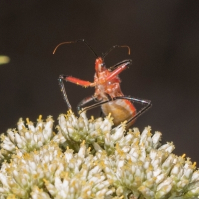 Gminatus australis (Orange assassin bug) at The Pinnacle - 4 Dec 2023 by AlisonMilton