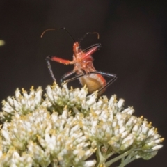 Gminatus australis at Pinnacle NR (PIN) - 5 Dec 2023 09:17 AM