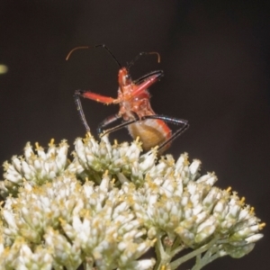 Gminatus australis at Pinnacle NR (PIN) - 5 Dec 2023