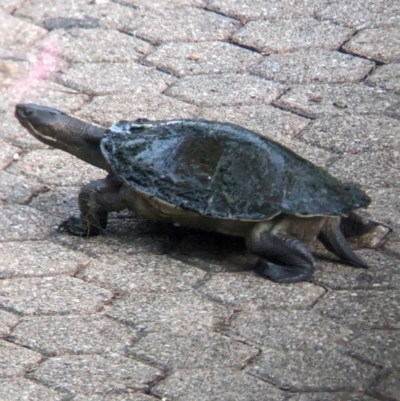Unidentified Turtle at Brisbane City, QLD - 2 Dec 2023 by Darcy