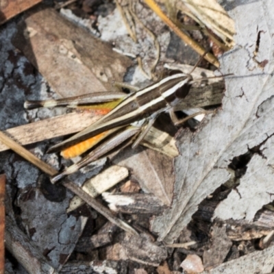 Macrotona australis (Common Macrotona Grasshopper) at The Pinnacle - 4 Dec 2023 by AlisonMilton