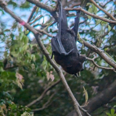 Unidentified Flying Fox at Brisbane City, QLD - 2 Dec 2023 by Darcy