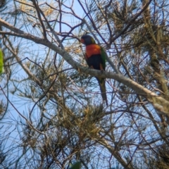 Trichoglossus moluccanus (Rainbow Lorikeet) at Rocklea, QLD - 3 Dec 2023 by Darcy