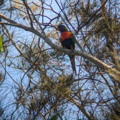 Trichoglossus moluccanus (Rainbow Lorikeet) at Rocklea, QLD - 3 Dec 2023 by Darcy