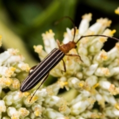 Syllitus microps (Longicorn or Longhorn beetle) at Pinnacle NR (PIN) - 4 Dec 2023 by AlisonMilton