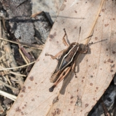 Phaulacridium vittatum (Wingless Grasshopper) at The Pinnacle - 4 Dec 2023 by AlisonMilton