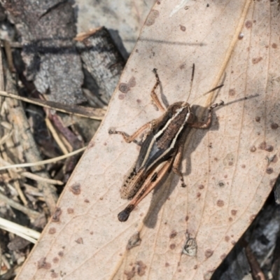 Phaulacridium vittatum (Wingless Grasshopper) at The Pinnacle - 4 Dec 2023 by AlisonMilton