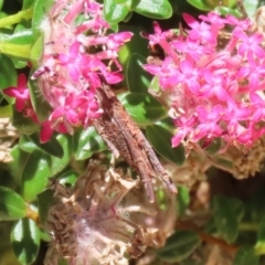 Psychidae (family) IMMATURE at ANBG - 4 Dec 2023 12:53 PM