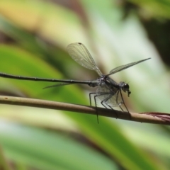 Austroargiolestes icteromelas (Common Flatwing) at Canberra Central, ACT - 4 Dec 2023 by RodDeb