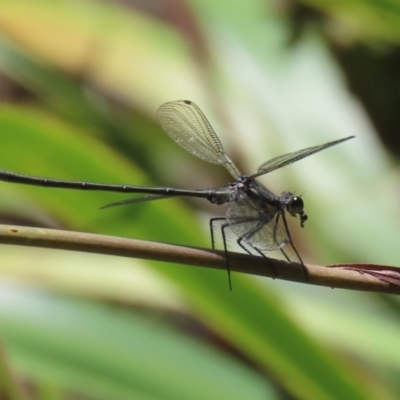 Austroargiolestes icteromelas (Common Flatwing) at ANBG - 4 Dec 2023 by RodDeb