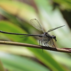 Austroargiolestes icteromelas at ANBG - 4 Dec 2023