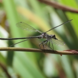 Austroargiolestes icteromelas at ANBG - 4 Dec 2023