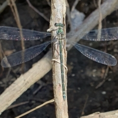 Austroargiolestes icteromelas (Common Flatwing) at Rugosa - 4 Dec 2023 by SenexRugosus